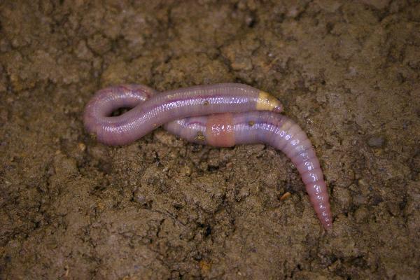 Photo of Octolasion cyaneum by Earthworm Research Group University of Lancashire